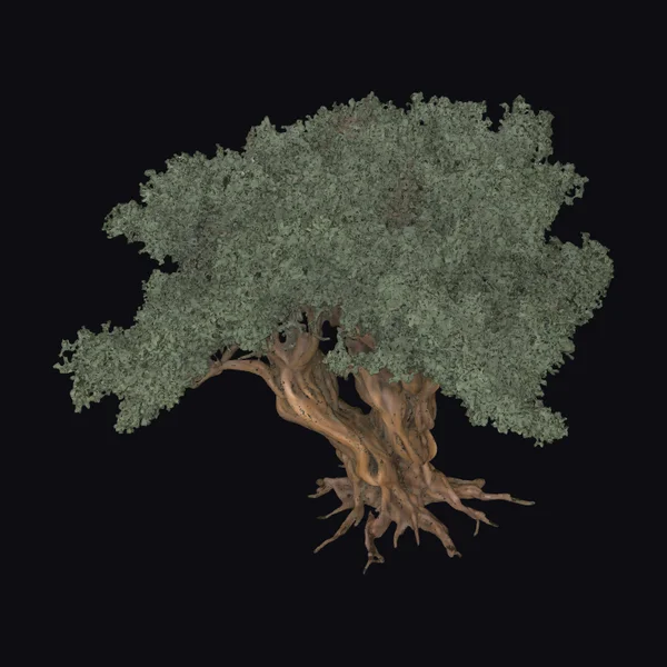 Ancient Tree with Exposed Roots