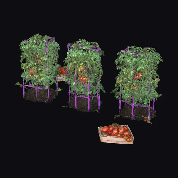 Tomato Harvest Display