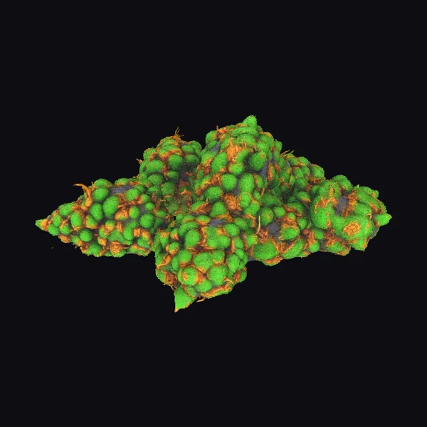 Cluster of Cannabis Buds